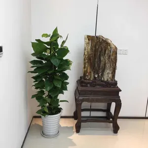 绿萝 供应上海写字楼 办公室绿植租赁租摆 室内绿化 室外景观 绿植养护 免费上门设计