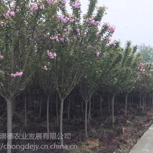 成都崇德园林樱花基地3-20公分樱花挥泪大甩卖