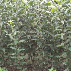 1公分苹果成苗价格 苹果苗品种有那些 山东果树苗种植基地