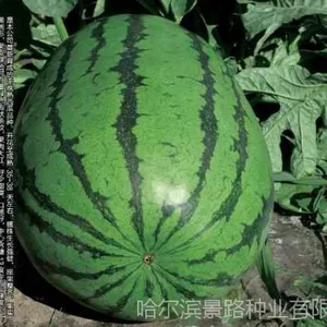 脆瓜种子销售