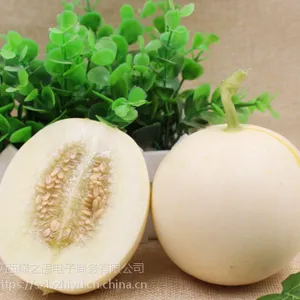 陕西阎良甜瓜 白皮香瓜 现摘鲜果 产地直供 5斤包邮