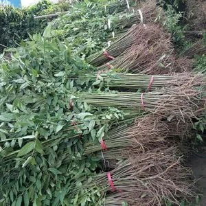 香椿苗，山东香椿苗价格