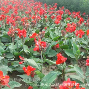 保定大汉绿洲基地***美人蕉小苗 水生美人蕉苗 大花美人蕉批发