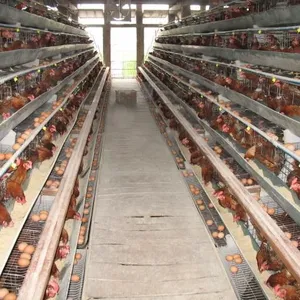 广筛厂家直销养殖鸡笼 雏鸡笼 小鸡笼 立式鸡笼 养鸡设备 小肉鸡笼