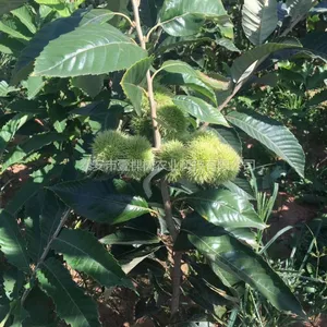 板栗苗 当年结果板栗苗多少钱一棵