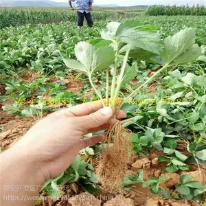 基地供应大量优质高产草莓苗