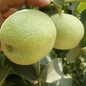 2万亩纸皮核桃基地7月---9月采货,核桃价格仁饱满个头大。
