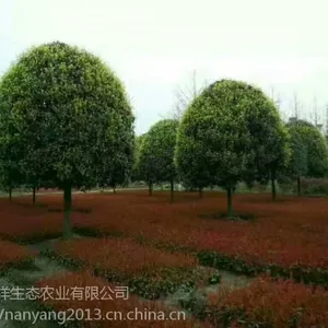 河南红叶石楠 南阳红叶石楠 河南红叶石楠营养杯 红叶石楠球