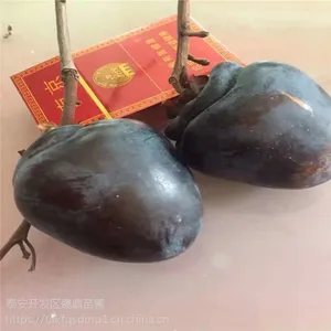甜柿子树苗 鲜食柿子都有什么品种 柿子树苗价格
