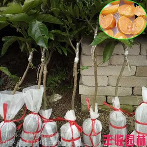 内江无核黄皮苗供应 嫁接果树苗优良多品种 当年结果18897887588