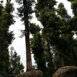 胸径30公分小叶桢楠_熟货桢楠_大规格小叶桢楠_大规格金丝楠木供应