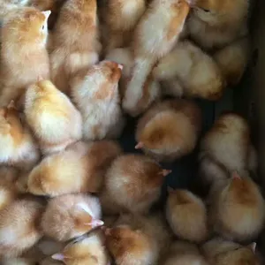 蛋鸡苗 广州鸡苗批发 全国销售 包邮包打疫苗 海兰褐鸡苗