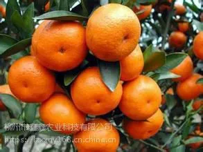 �н���ɰ���ٹ��������������