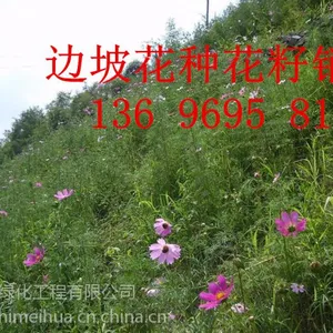�����粥�����ִ��***�����������������ٶȿ�