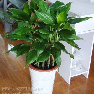 武汉好养的绿植大小万年青盆栽可水培,每年开花,可租摆,武汉送货上门