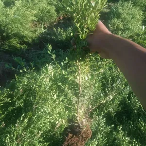 ���ʳɻ�***���ʻ�����۸�