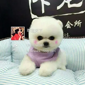 俊介博美供应出售