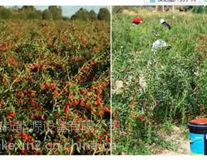 新型枸杞烘干机、白银枸杞烘干、科信新能源
