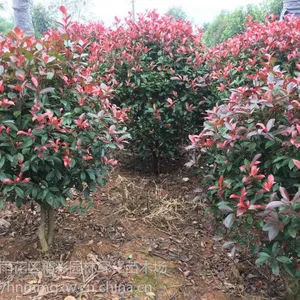 80-150公分湖南红叶石楠球价格