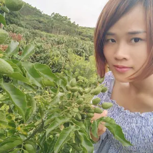 佛山鸡心黄皮苗批发钦州无核黄皮树苗15777793411