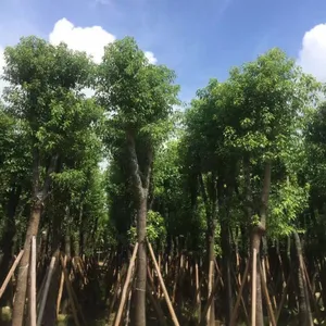 ���ͼ�������20�ֹǼ���������-20�ֽظ���������