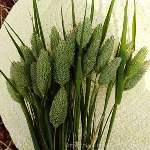 大量供应宝石草 兔尾草 麦草干花原材料玉兰果 路路通 十字果礼盒花材