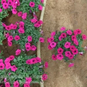 垂钓牵牛丨山东垂钓牵牛批发基地