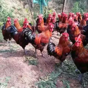�������ƽż�����������