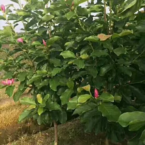 河南红玉兰 河南园林 河南玉兰 河南二乔玉兰