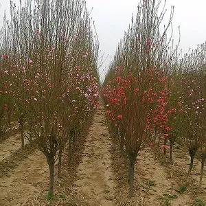 泰安龙柱碧桃，泰安龙柱碧桃价格