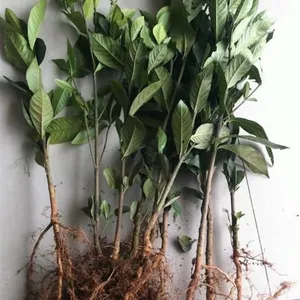 广东栀子苗_药美合作社_野栀子苗
