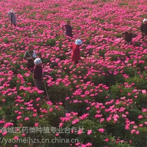 中药材白芍种植 白芍芽子批发基地价格