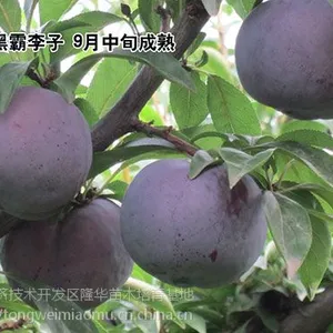 ������Ӧ�\��������