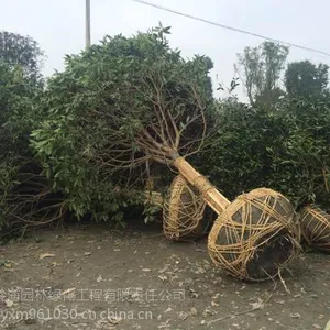12公分精品桂花树,四川桂花树工程苗木, 桂花树苗圃基地,工程苗木桂花树价格