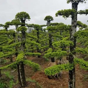 20公分造型女贞价格湖南大树基地