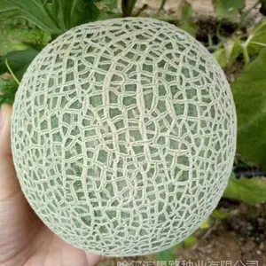 黑龙江哈密瓜种子批发