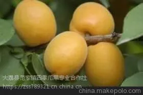 陕西金寿星杏价格,大荔县金寿星杏产地批发行情