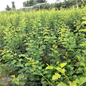 山楂树苗基地 山楂树苗多少钱一颗 山楂树苗价格
