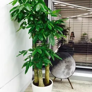 发财树 供应上海办公室绿植租赁 鲜花租摆 绿植养护 室外景观 免费上门设计
