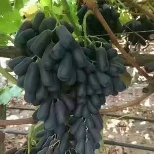 甜蜜蓝宝石葡萄苗|甜蜜蓝宝石葡萄苗价格