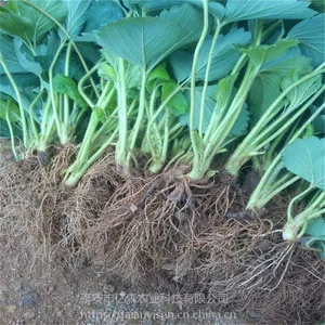 美13草莓苗基地 美十三草莓苗哪里有
