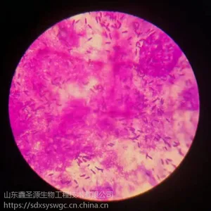 哈茨木霉试管、样品供应