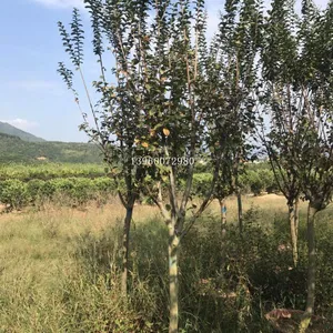 ����СҶ��ޱ����۸񣬺���СҶ��ޱ������ֲ������