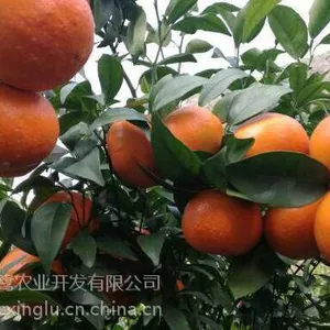 成都大雅柑2号苗价格,成都大雅柑2号苗批发