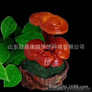 中小型灵芝盆景 微型灵芝盆栽盆景 小型灵芝摆件赤灵芝盆 鲜活灵芝摆件 灵芝种植