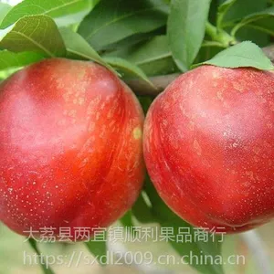 供应陕西早熟油桃***的产地在哪,50以上早熟中油12号油桃几月份大量成熟