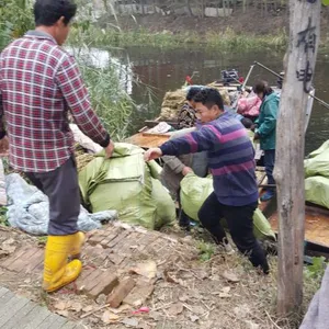 大量销售种植白洋淀野生抗寒芦苇苗18833230022