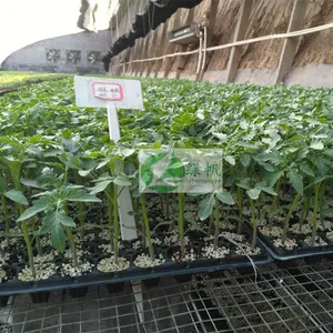 蔬菜苗 番茄苗 ***硬粉番茄种苗越夏西红柿苗子种苗