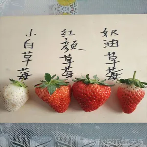 奶油草莓苗培育基地 云南适合种植的奶油草莓苗价格