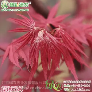 �����쾵��� ������Ҷ �ձ������ �����̻�ʪ�ع�԰���칤����